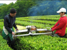 В Сочи собрали рекордный урожай чая
