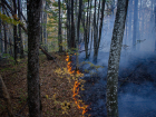 У арендаторов лесного фонда на Кубани хотят забирать землю в случае пожаров