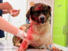 В центре Краснодара «псих» застрелил собаку из пистолета
