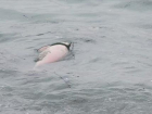 На берег Чёрного моря выбрасывает мертвых дельфинов