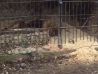 Прокуратура проверит условия содержания животных в краснодарском Сафари-Парке 