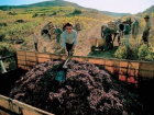На Кубани собрали почти 50% всего винограда России 