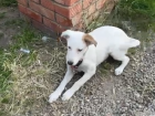 Просидевшему 20 часов на жаре щенку нашли семью в Краснодаре