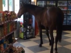 Гуляющего вдоль прилавков магазина коня сняли на видео в Джубге