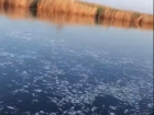 Экологическая катастрофа: очевидцы сняли на видео, как сдохла рыба в Ейском лимане