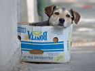 Зверье мое: против крематория для собак в Сочи высказались Олег Дерипаска и зоозащитники