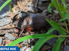 «Зверьё моё»: как живёт самый узнаваемый жук Краснодарского края