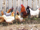 В Белоглинском районе мужчина украл у соседа пять куриц