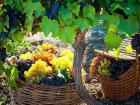 Местного винограда на Кубани станет больше