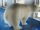 Белый медвежонок освоился в зоопарке Геленджика