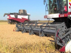 В Краснодарском крае уберут около 117 тысяч га рисовых полей