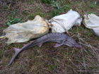 На Кубани браконьер выловил осетров на 2,2 млн рублей