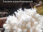 В Краснодарском крае нашли краснокнижный гриб 