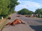 В Адыгее мужчина на фуре насмерть сбил двух коров
