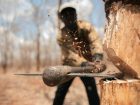 В Краснодаре незаконно вырубили деревья на 730 тысяч рублей 