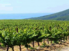 На Кубани мощный град побил виноградники на 1,6 тысячах гектар
