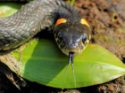 Эксперты Кубани расскажут все о «фантастических тварях»: почему краснодарцам стоит бояться змей?