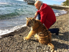 В Сочи нашли тигренка Шиву возле частных домов