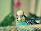 Когда нечего красть: в Краснодаре похитили попугая