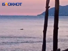 Туристов предупредили об опасности встреч с дельфинами на пляжах Чёрного моря
