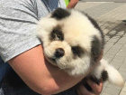 «Замученная» фотографами в Сочи панда оказалась перекрашенным щенком