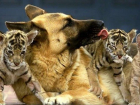 В Сочи новорожденных тигрят вскармливает собака
