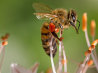 Прокуратура проверит факт массовой гибели пчел в Краснодарском крае