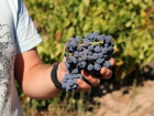 Для продвижения кубанского вина будет создан виноградный питомник