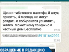  «За день позвонили больше тысячи раз», - Мошенники разместили фейковое объявление о раздаче дорогих щенков на Кубани 