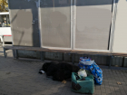 В Краснодаре бездомные оккупировали остановки 