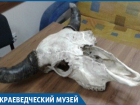 Череп крупного зубра нашли в Сочи