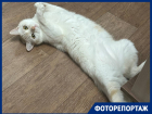 Краснодарцы во Всемирный день кошек показали своих пушистиков 