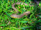 Зверье мое: где живет на Кубани самая злобная змея-желтобрюх