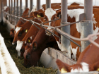 Экспорт мяса и молочной продукции на Кубани достиг 26 млн долларов