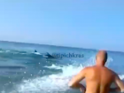 Дельфин ударил хвостом женщину в Краснодарском крае - видео