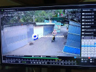 В Краснодаре вынесли в мешке для обуви четырёхмесячную любимицу магазина «Учёный кот»