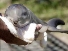 В Сочи спасли жизнь дельфину