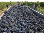  На Кубани собрали 207 тысяч тонн винограда 