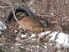 В Краснодарском крае обнаружили свалку с трупами собак