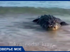 Видео с крокодилом в Азовском море в Краснодарском крае оказалось фейком