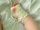 «За ограждение не заходила»: мать травмированного тигром ребенка из Краснодара рассказала свою версию случившегося