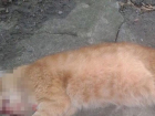 Что грозит живодерке за убийство кота, рассказали в прокуратуре Краснодарского края