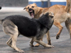Житель Белоглинского района защищался от бродячих собак самодельным пистолетом