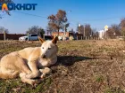 В Краснодарском крае установили штрафы до 100 тысяч рублей за нарушения при обращении с бездомными животными
