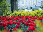 Весенний Краснодар: фотограф показал вдохновляющие кадры цветущего города