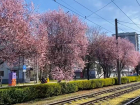 Путают с вишнями: в Краснодаре рассказали о цветущих сливах Писсарди на Ставропольской
