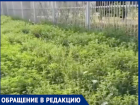 Джунгли амброзии игнорируют вдоль детского сада в Краснодаре