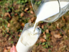 Россельхознадзор выявил фальсификацию кубанского молока