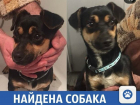 Милый щенок ищет старых или новых хозяев в Краснодаре