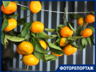 Настал оранжевый бум: где дешевле купить ноябрьские мандарины в Краснодаре